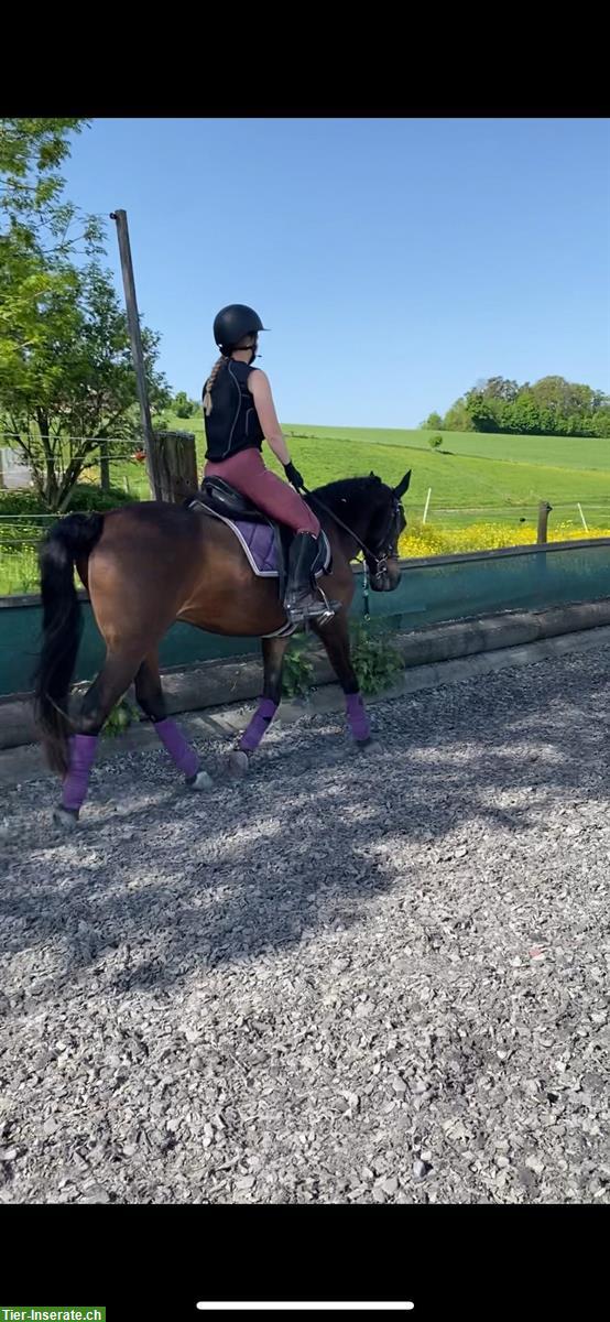 Bild 2: Suche Reitbeteiligung, Raum Mümliswil, Kanton Solothurn