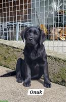 Labrador Welpen in den Farben braun und schwarz