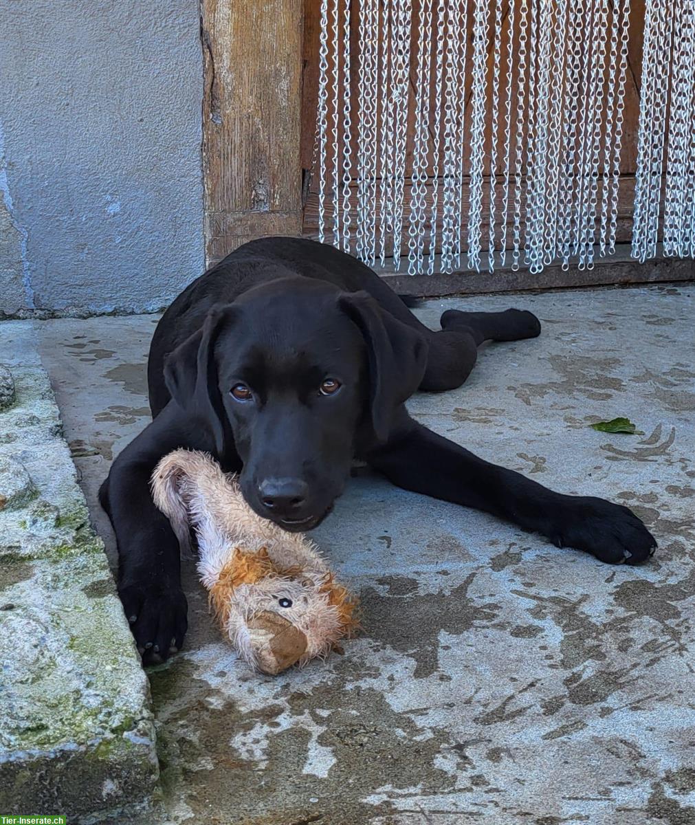 Bild 8: Labrador Welpen, Hündinnen, schwarz