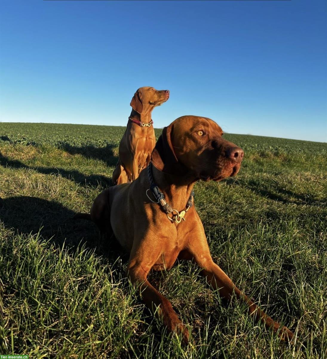 Wurfankündigung Magyar Vizsla Welpen