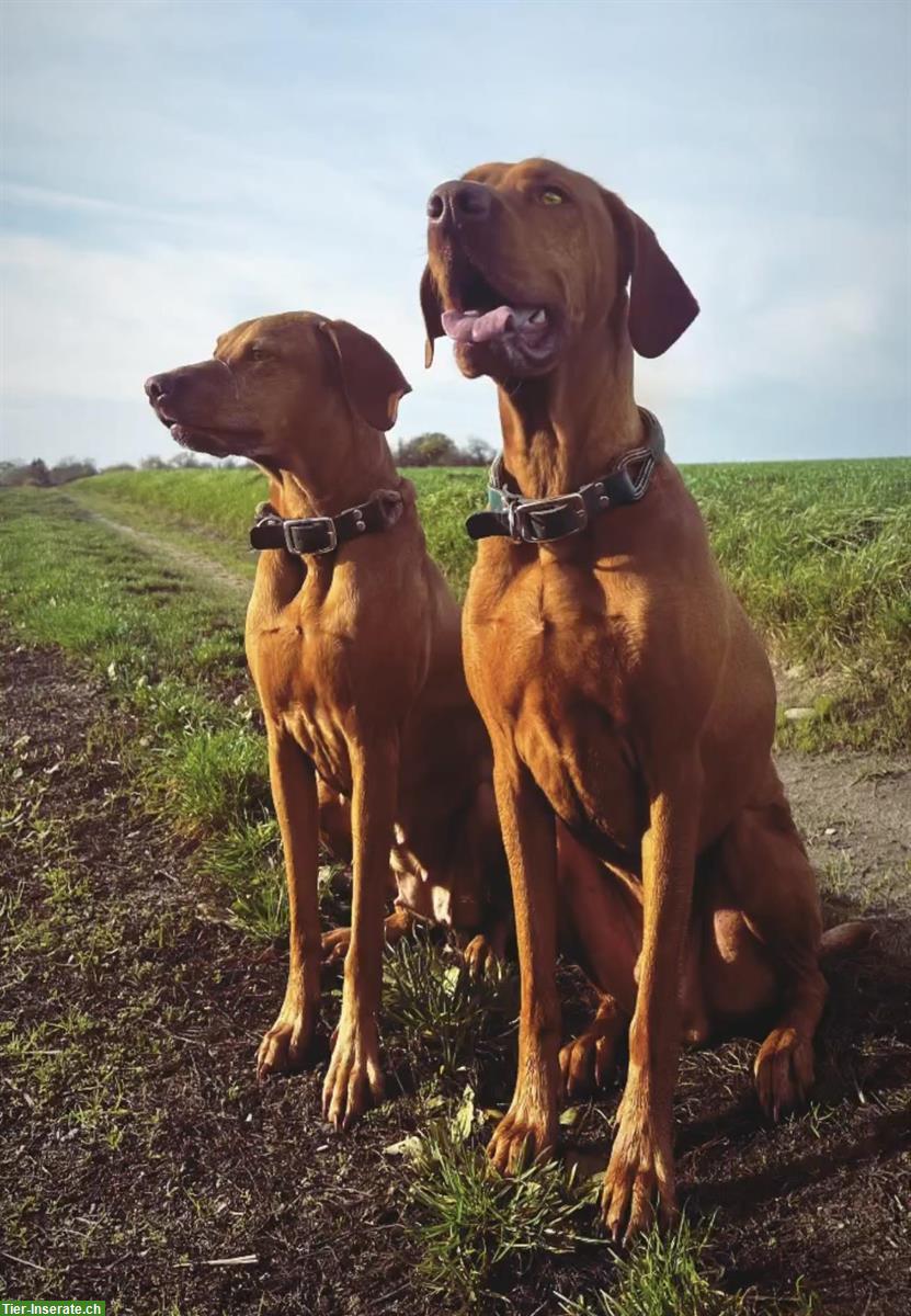 Bild 2: Wurfankündigung Magyar Vizsla Welpen
