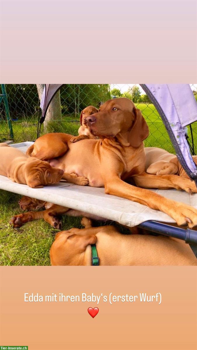Bild 3: Wurfankündigung Magyar Vizsla Welpen