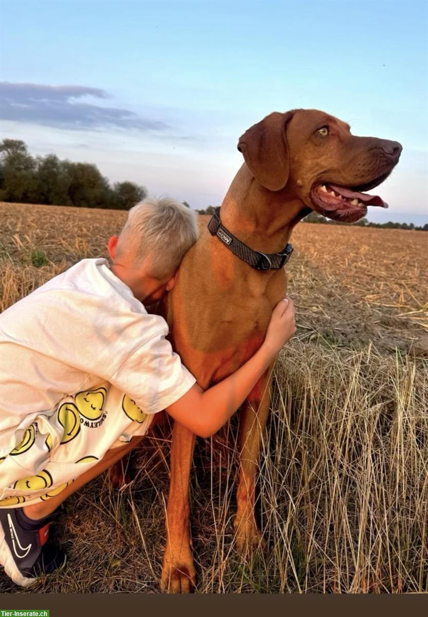 Bild 4: Wurfankündigung Magyar Vizsla Welpen
