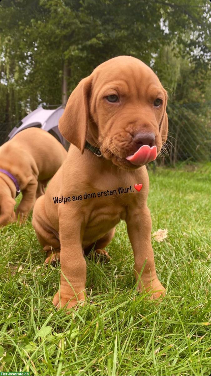 Bild 5: Wurfankündigung Magyar Vizsla Welpen
