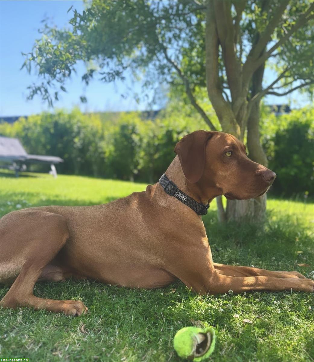 Bild 6: Wurfankündigung Magyar Vizsla Welpen