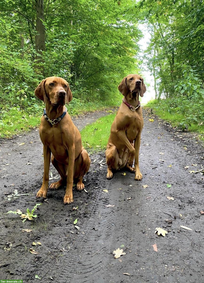 Bild 7: Wurfankündigung Magyar Vizsla Welpen