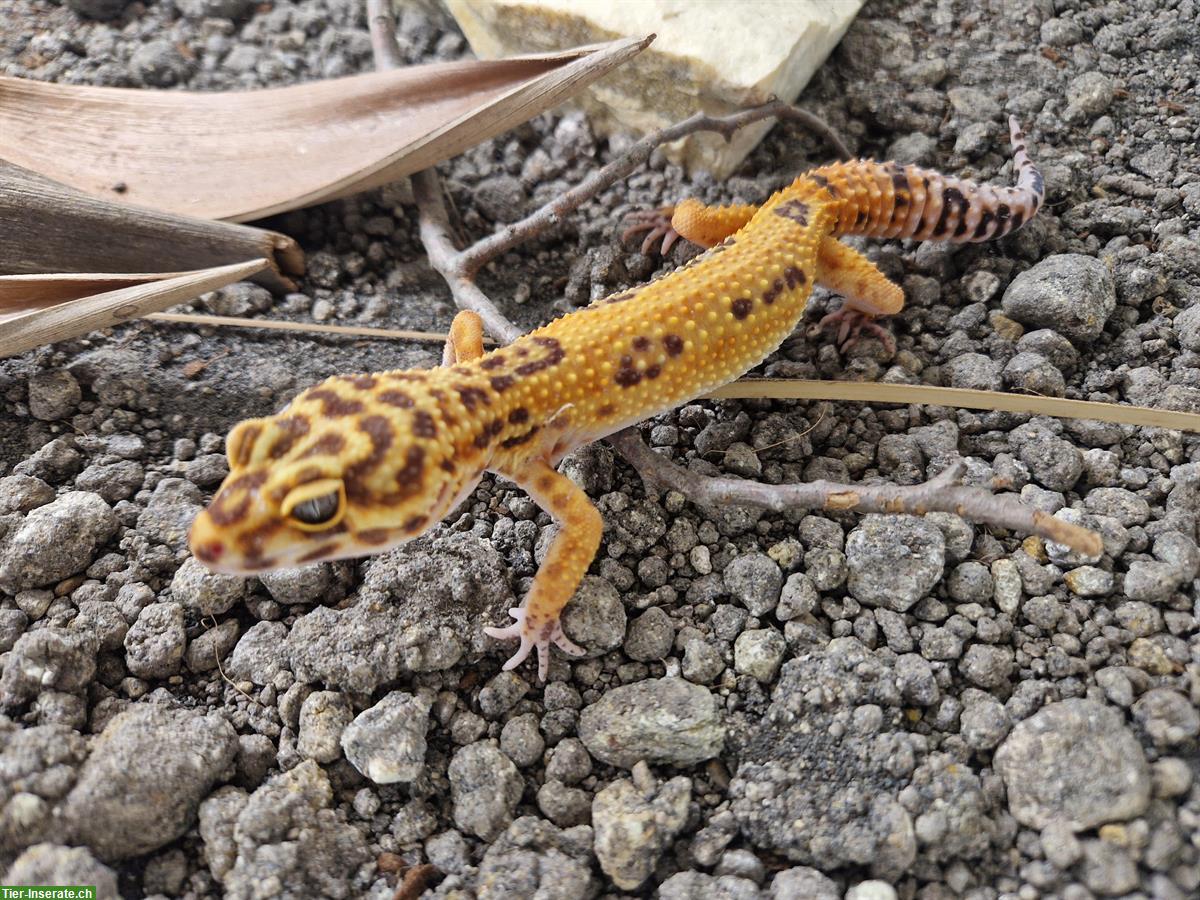 Bild 4: Leopardgecko Nachzuchten in diversen Morphen