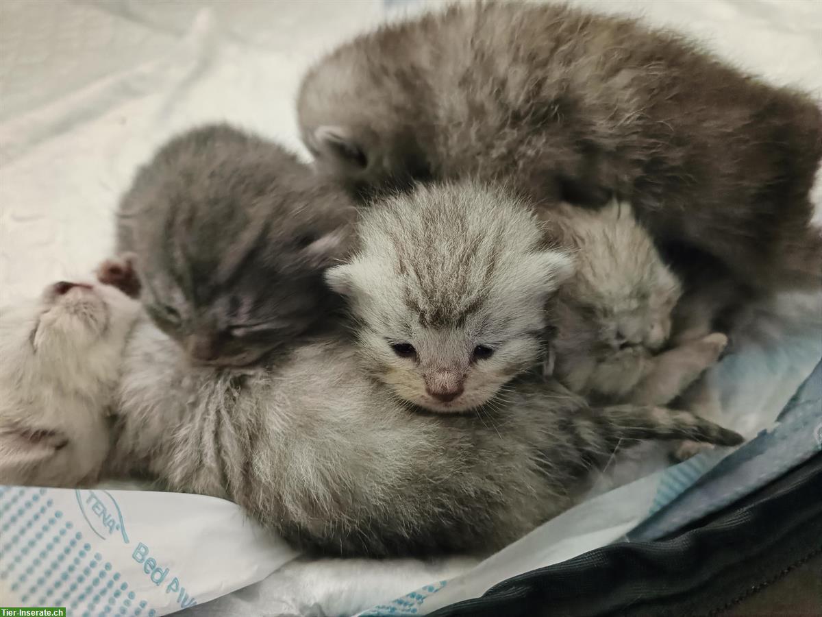 Bild 5: BKH Kitten zu verkaufen