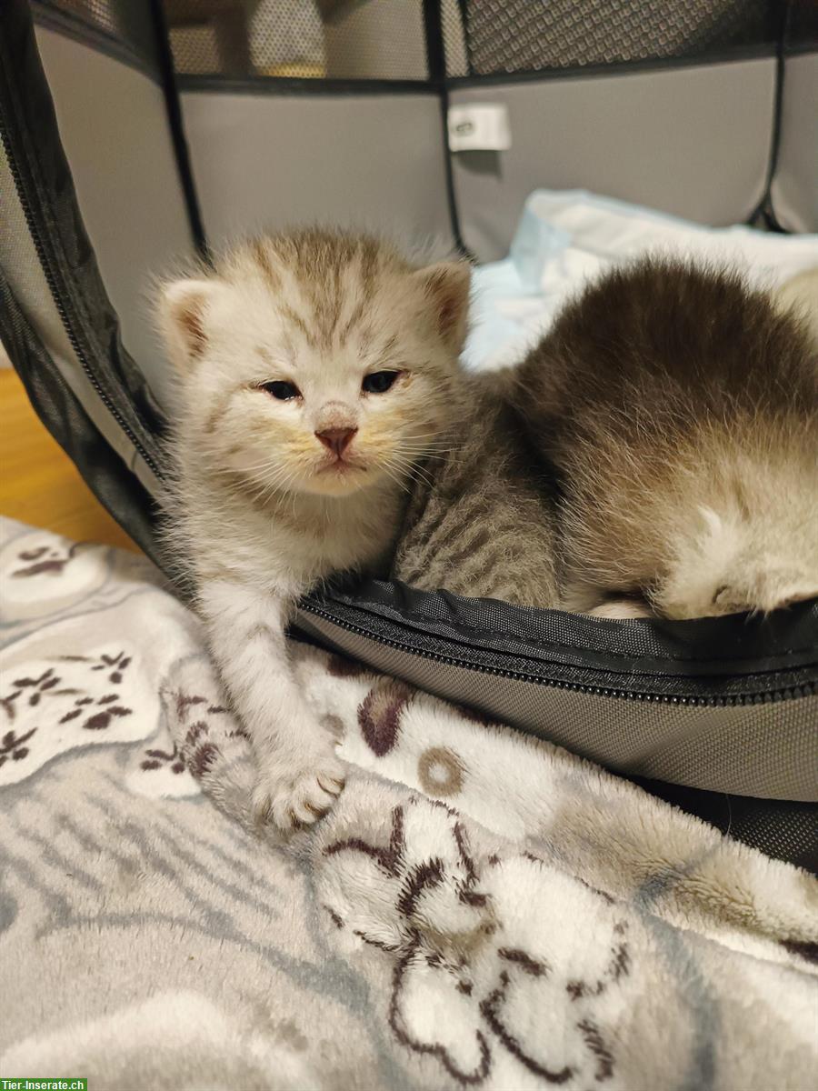 Bild 6: BKH Kitten zu verkaufen