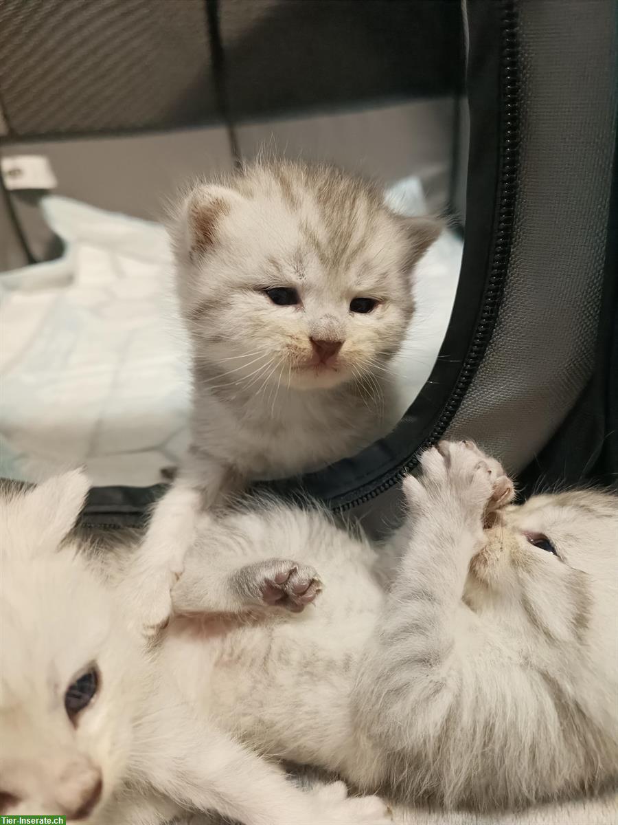 Bild 7: BKH Kitten zu verkaufen