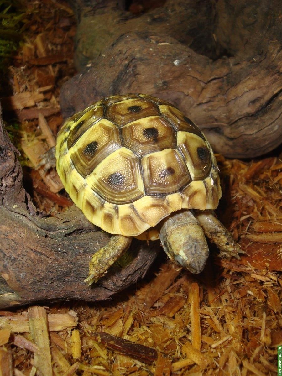 Bild 3: Junge Griechische Landschildkröten abzugeben