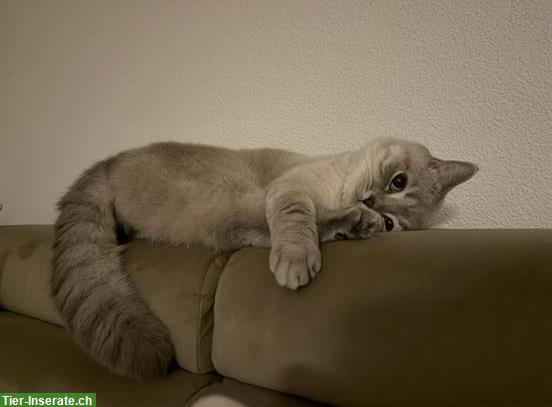 Bild 5: Katzen Snowy & Rocky suchen zusammen ein Zuhause