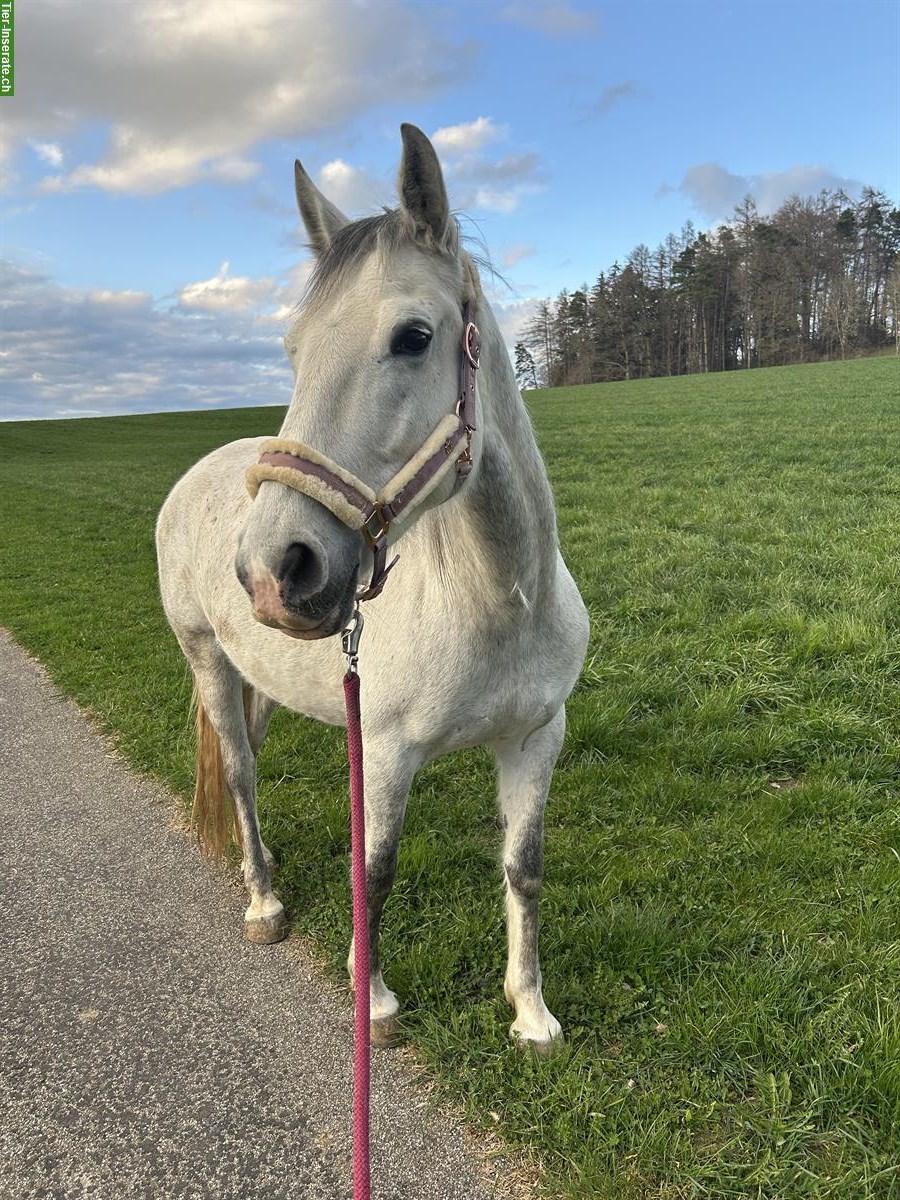 Tolle Lipizzaner Stute sucht neues Zuhause