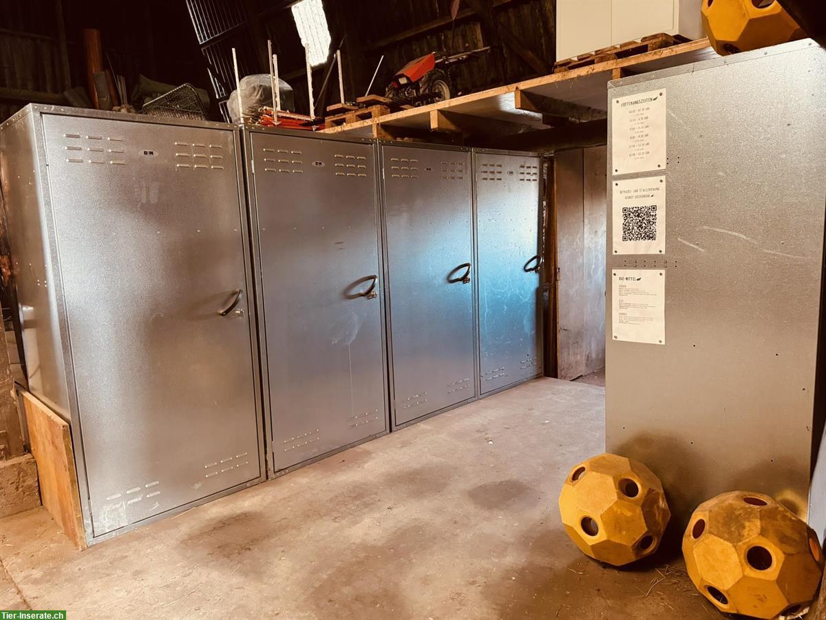 Bild 10: Aktivstall für Esel, Ponys & Kleinpferde in Wislikofen AG