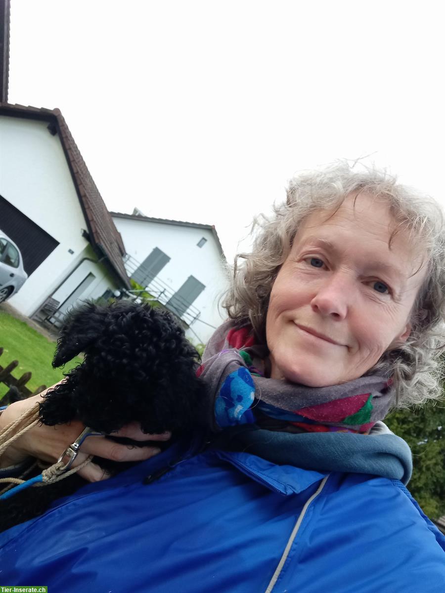 Bild 2: Hundeschule DogSoul - Professioneller Einzelunterricht