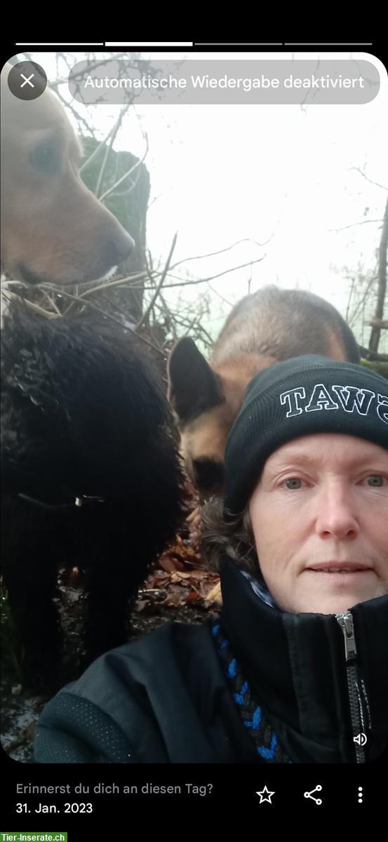 Bild 3: Hundeschule DogSoul - Professioneller Einzelunterricht
