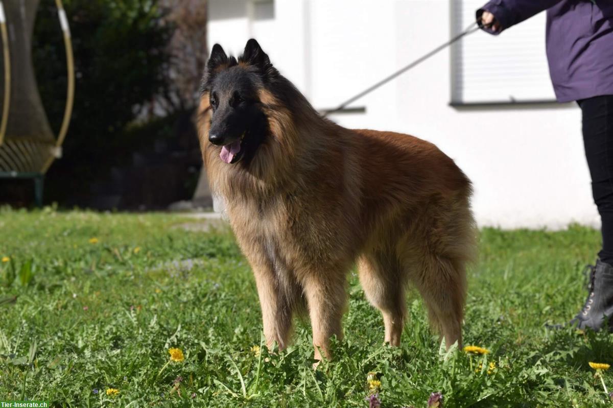 Bild 7: Belgischer Schäferhund, Tervueren Welpen mit FCI-Dokumenten