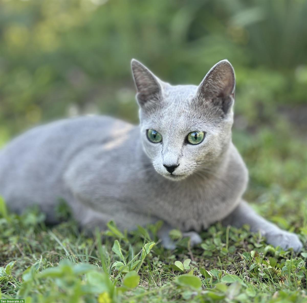 Russisch Blau Kitten, Katzen Wurf Mitte Mai erwartet