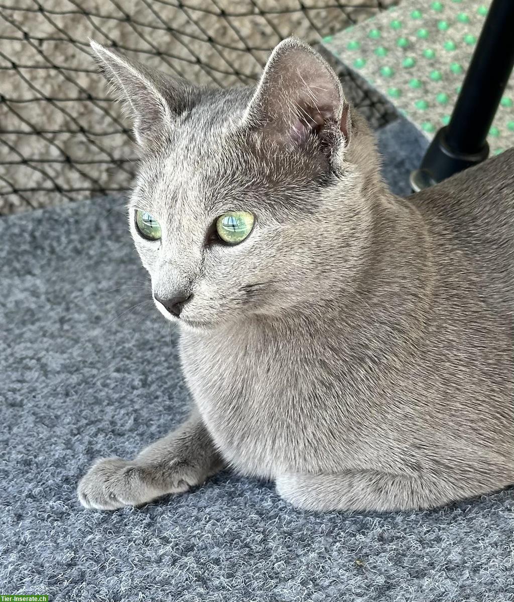 Bild 10: Russisch Blau Kitten aus Hobbyzucht