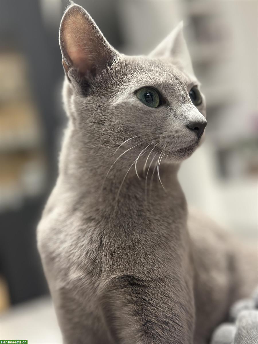 Bild 2: Russisch Blau Kitten, Katzen Wurf Mitte Mai erwartet