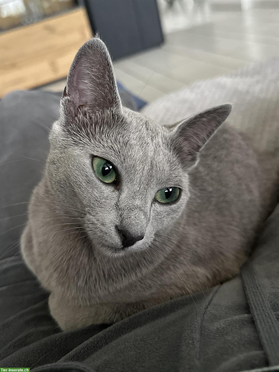 Bild 3: Russisch Blau Kitten, Katzen Wurf Mitte Mai erwartet