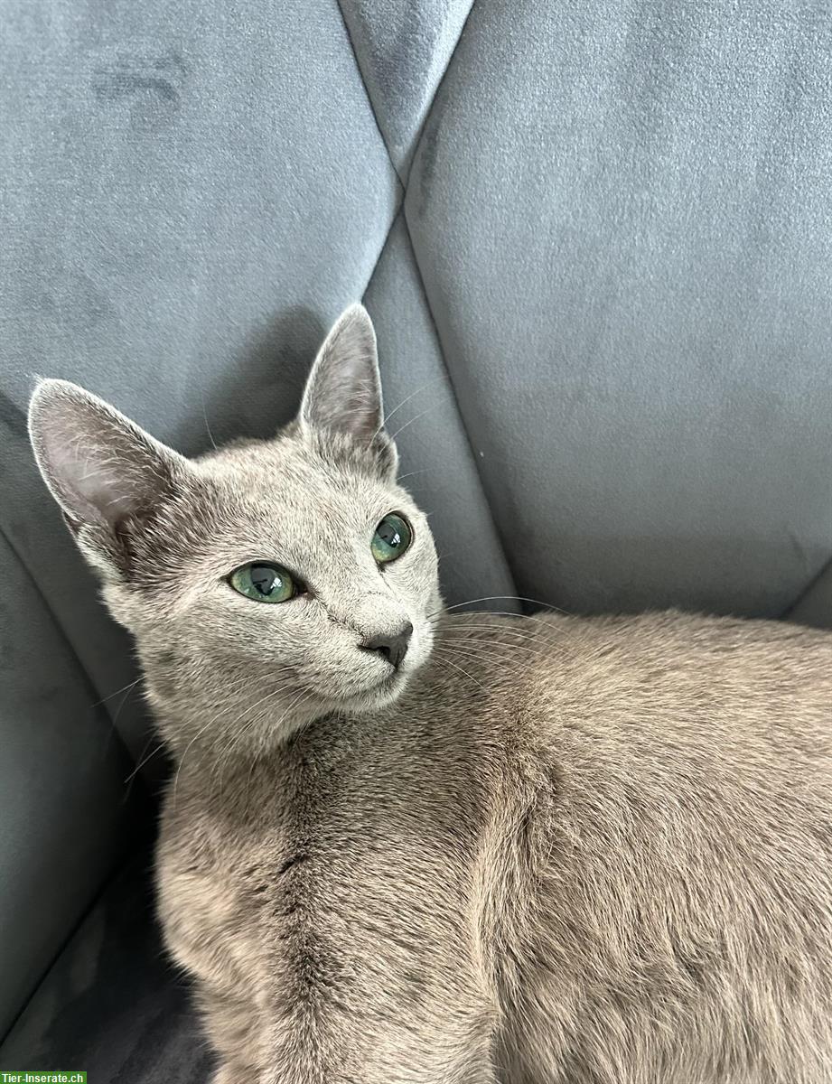 Bild 4: Russisch Blau Kitten, Katzen Wurf Mitte Mai erwartet