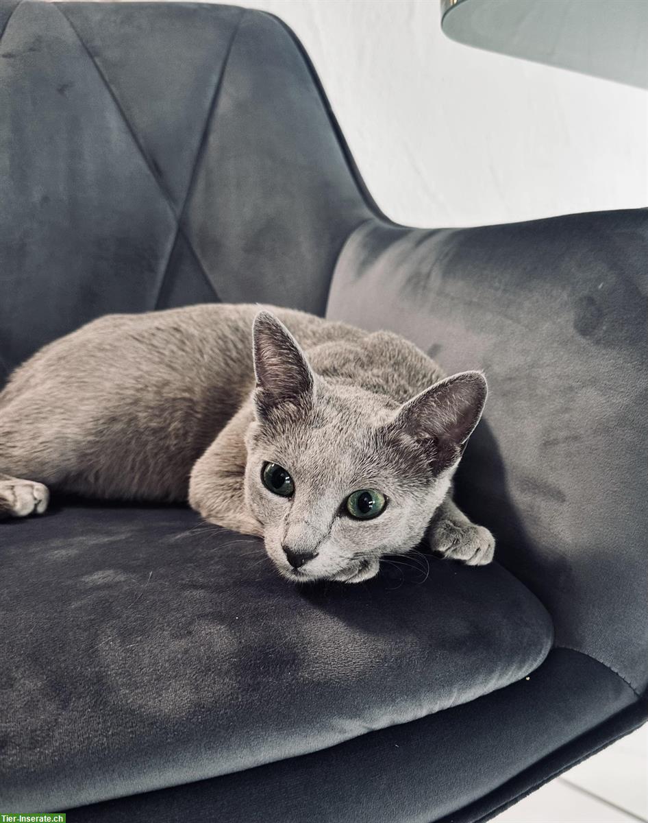Bild 5: Russisch Blau Kitten, Katzen Wurf Mitte Mai erwartet