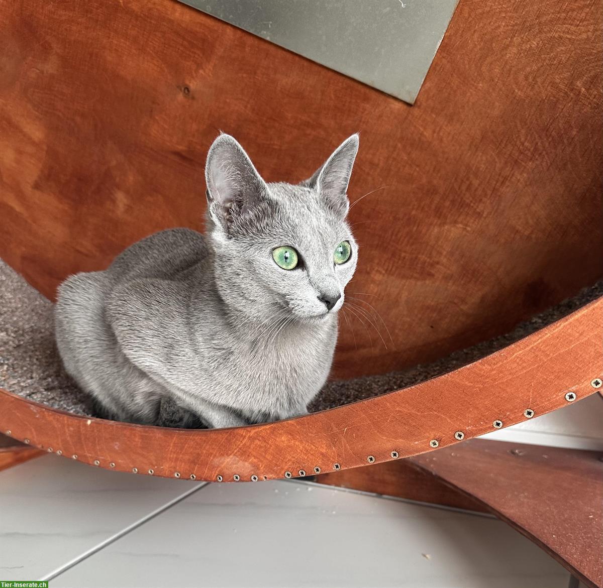 Bild 6: Russisch Blau Kitten, Katzen Wurf Mitte Mai erwartet