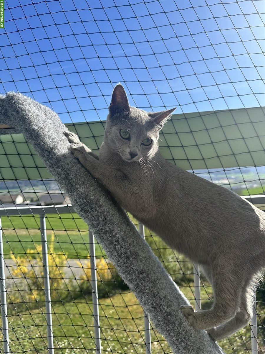 Bild 7: Russisch Blau Kitten, Katzen Wurf Mitte Mai erwartet