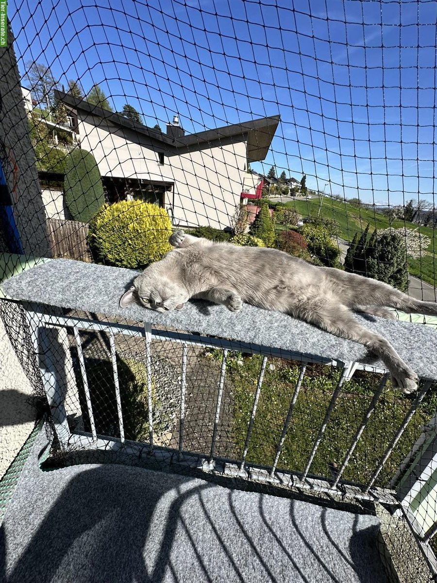 Bild 8: Russisch Blau Kitten, Katzen Wurf Mitte Mai erwartet