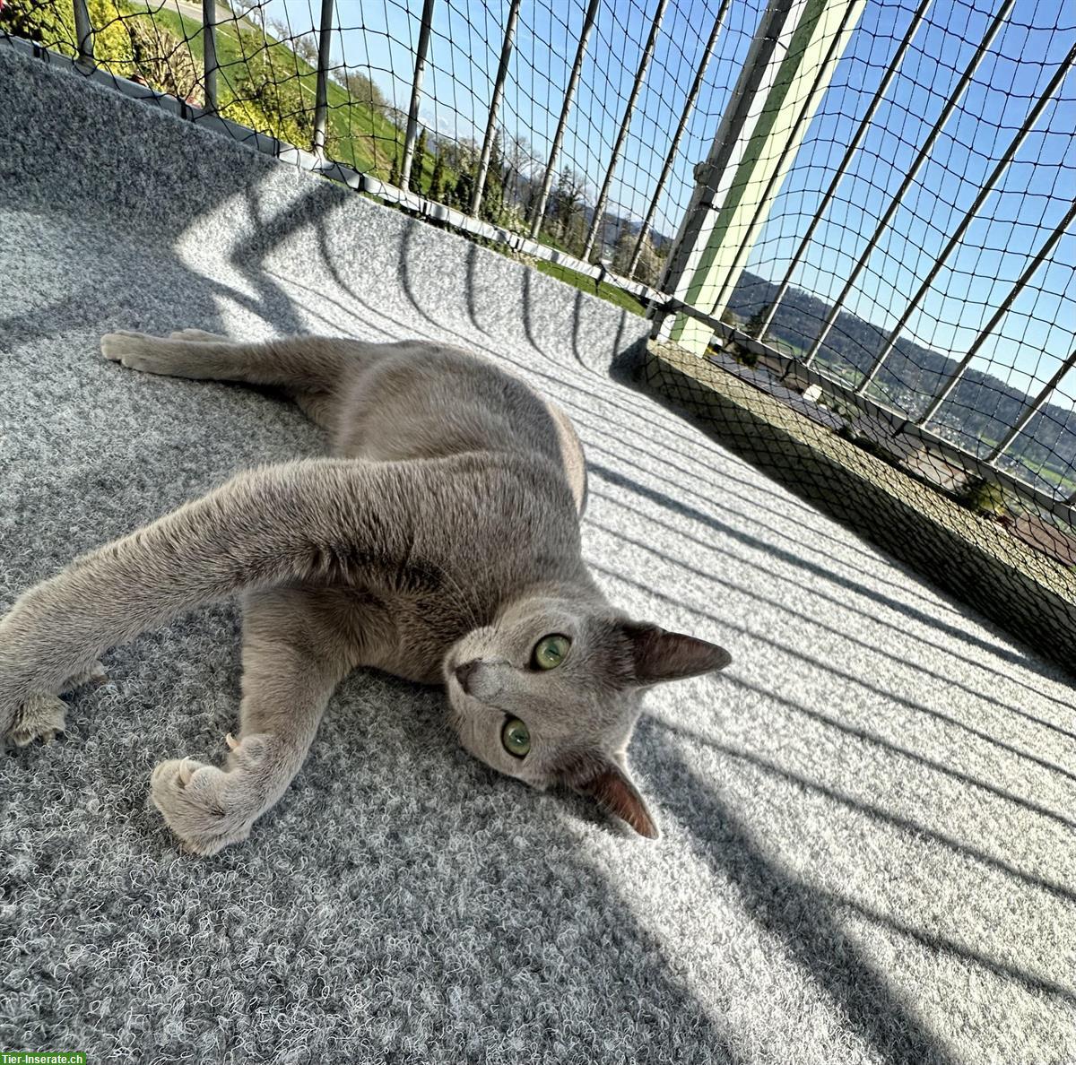 Bild 9: Russisch Blau Kitten, Katzen Wurf Mitte Mai erwartet