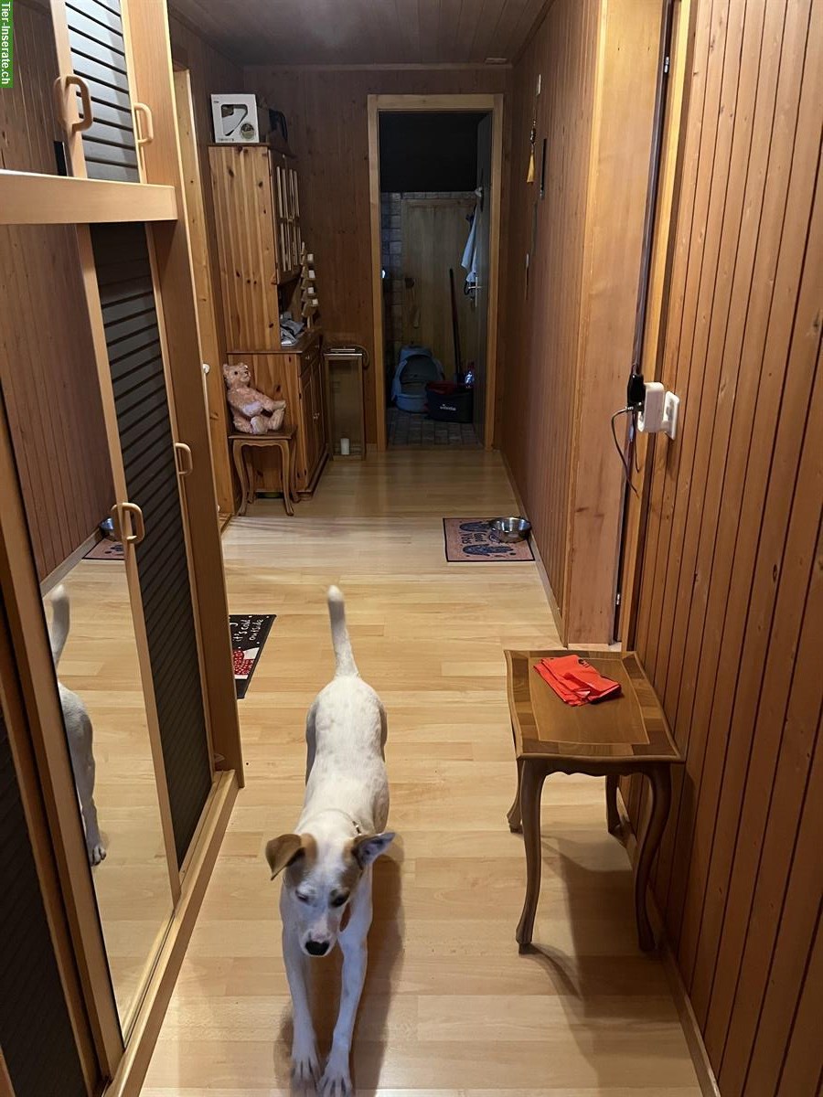 Bild 5: 3 Zimmer Wohnung + Zusatzraum in Zollbrück BE