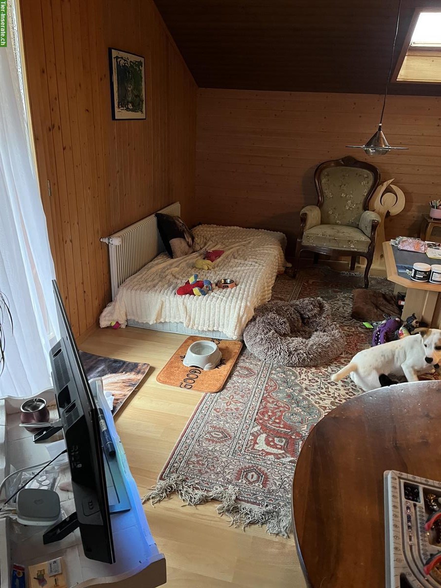 Bild 6: 3 Zimmer Wohnung + Zusatzraum in Zollbrück BE