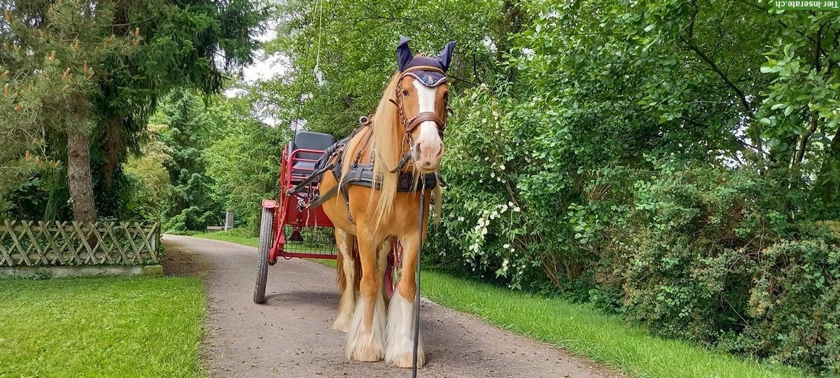 Bild 4: Tinker Stute, Freizeitpferd