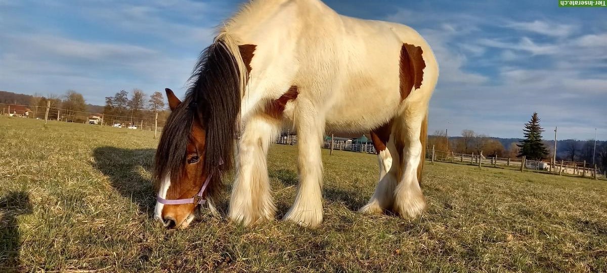 Bild 6: Tinker Stute und Irish Cob