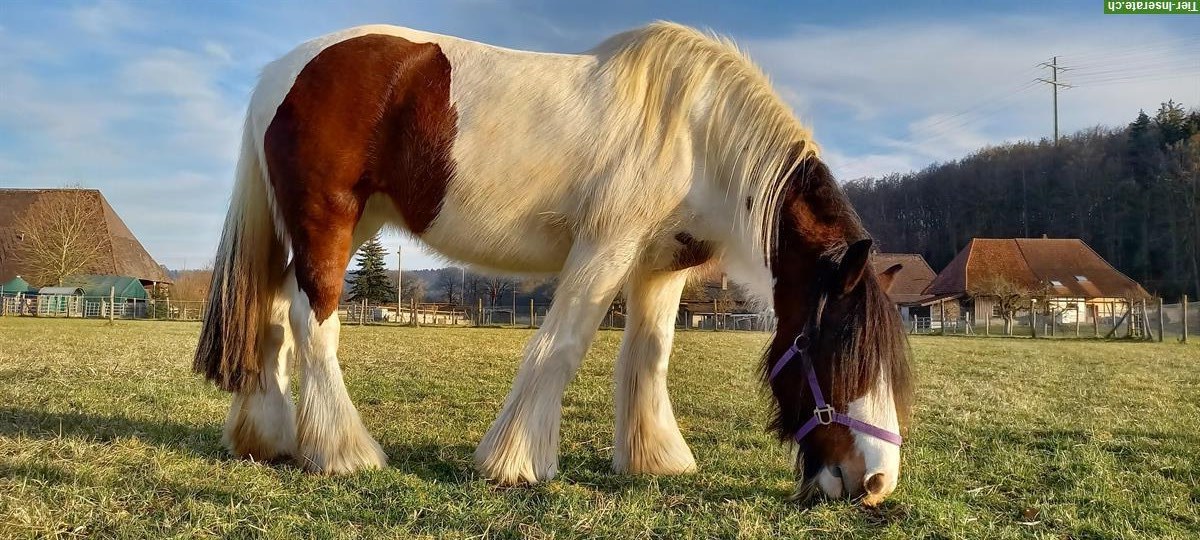 Bild 7: Tinker Stute und Irish Cob