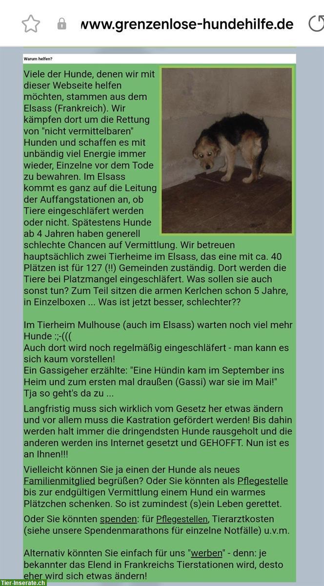 Bild 8: Welpen aus dem Tierschutz suchen Zuhause