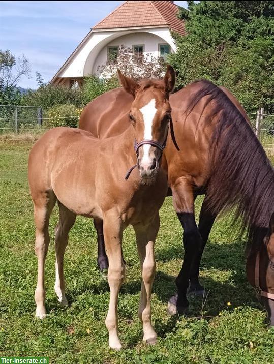 Quarter Horse Hengstfohlen sucht ein Zuhause