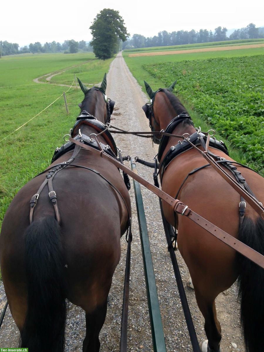 Bild 7: Pferdfachperson / StallmitarbeiterIn | Stall Chez Max
