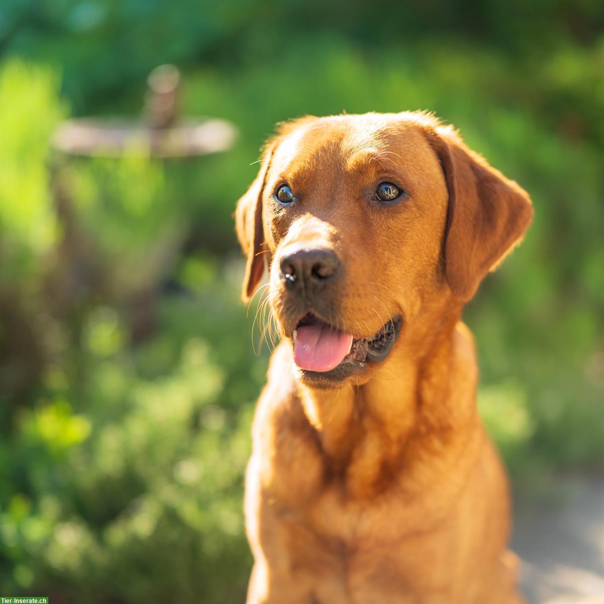 Bild 10: Labrador Welpen (Rüden, schwarz/hell foxred) suchen Lebensplatz
