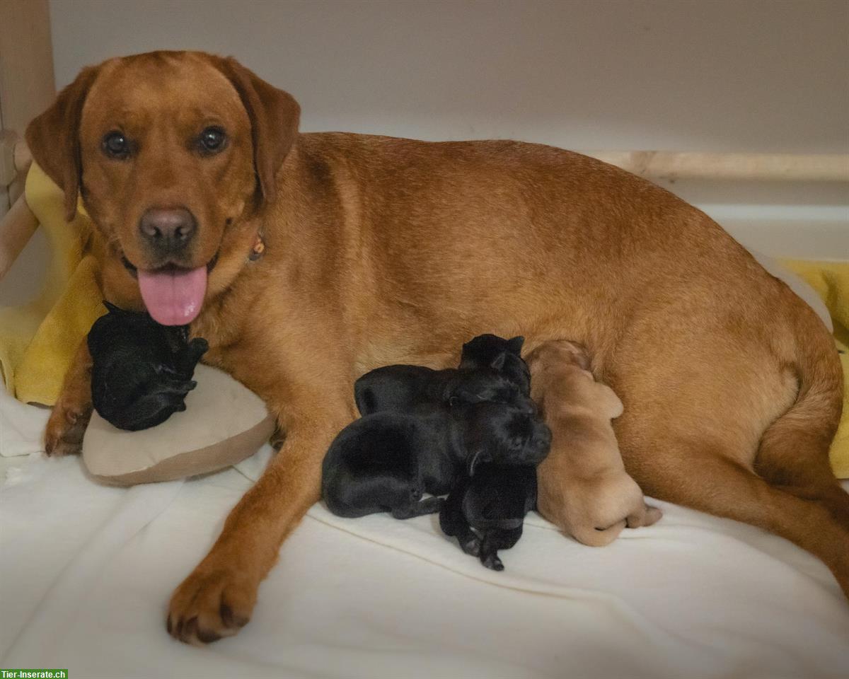 Bild 9: Labrador Welpen (Rüden, schwarz/hell foxred) suchen Lebensplatz
