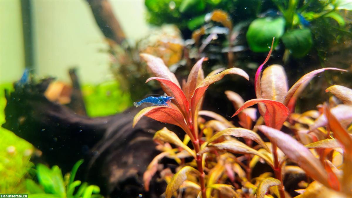 Bild 4: Blue Dream Garnelen - Neocaridina davidi