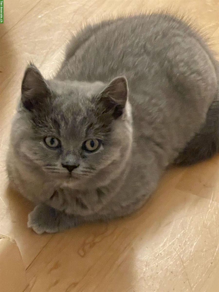 Bild 10: Zuckersüsse BKH Kitten suchen Zuhause