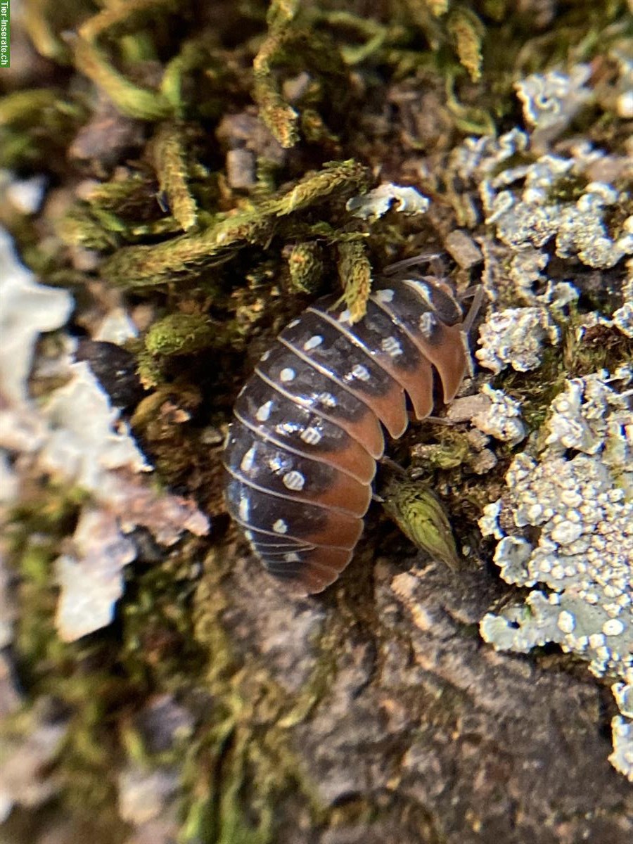 Armadillidium klugii Dubrovnik zu verkaufen