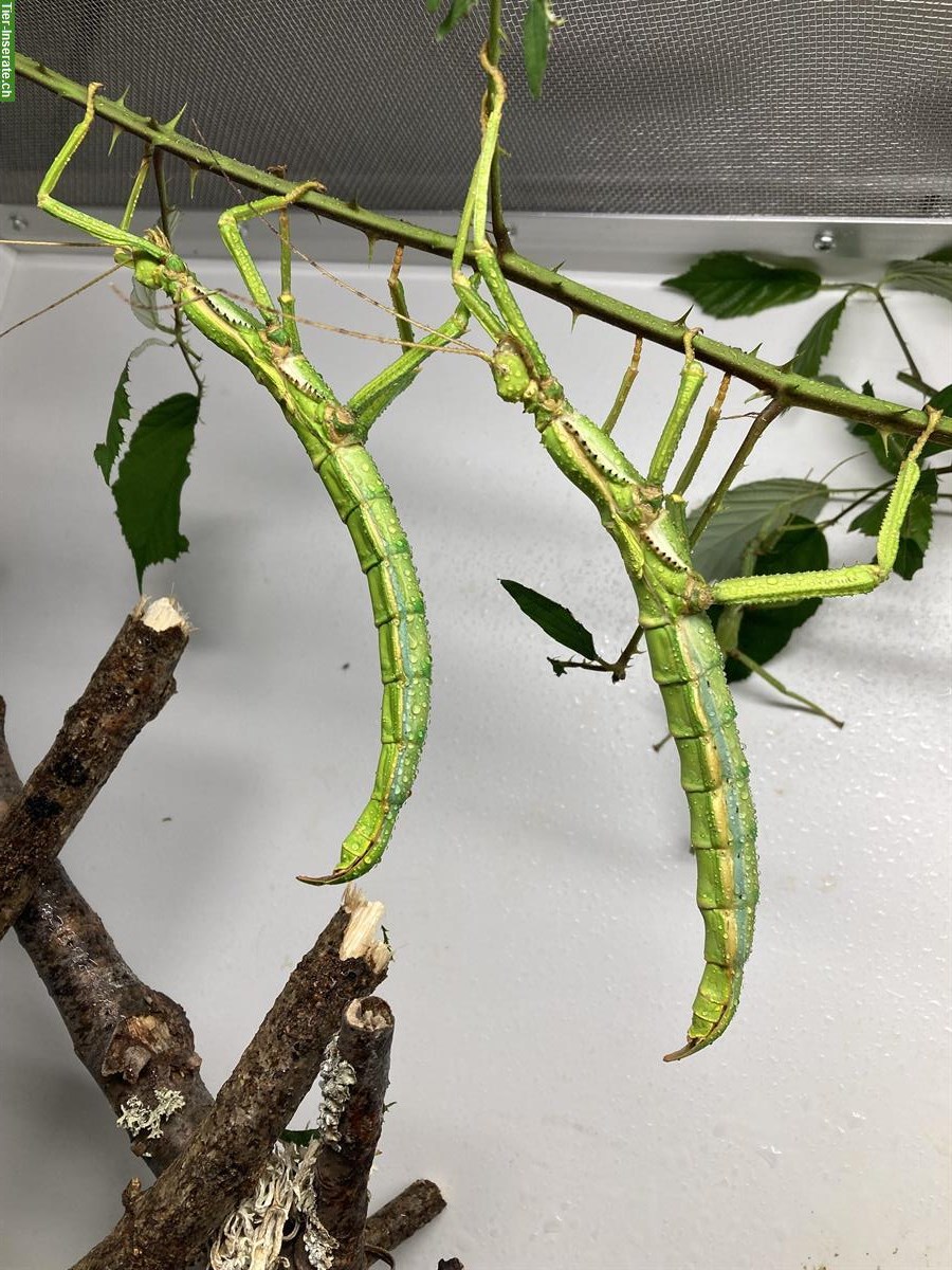 Bild 3: Asseln, Tausendfüsser, Phasmiden zu verkaufen