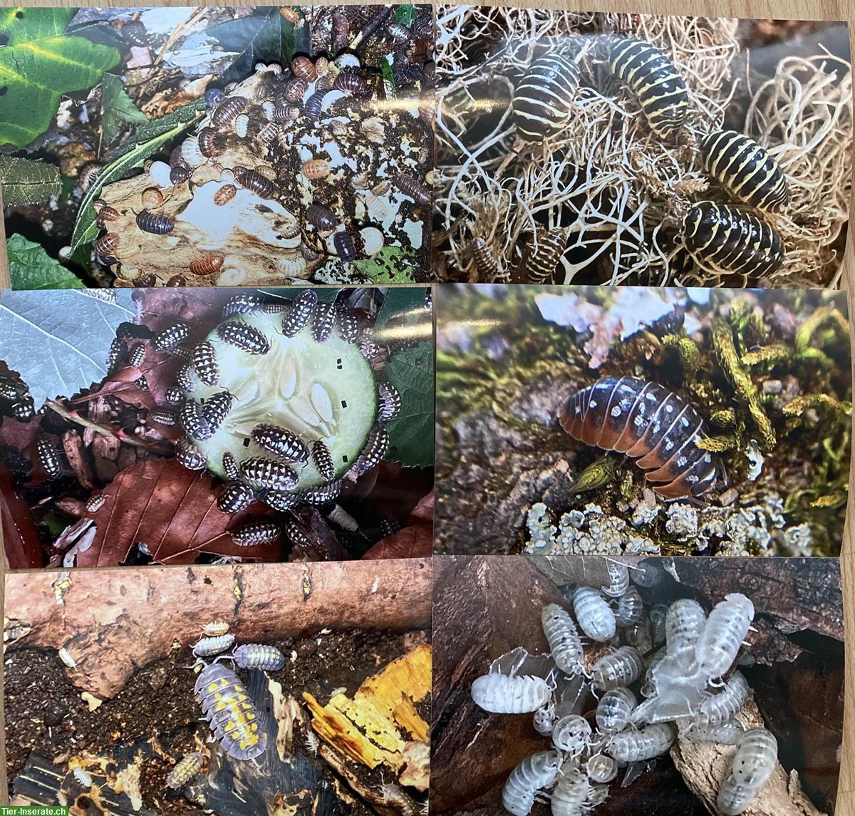 Bild 4: Asseln, Tausendfüsser, Phasmiden zu verkaufen