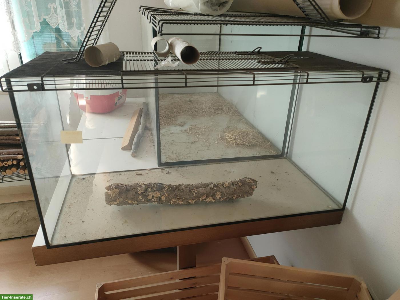 Bild 2: Diverse Nager Terrarien günstig zu verkaufen