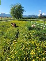 Bieten Offenstall für Shettys in Däniken SO