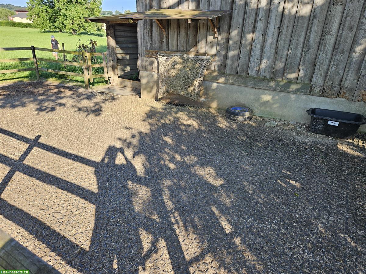 Bild 2: Bieten Offenstall für Shettys in Däniken SO