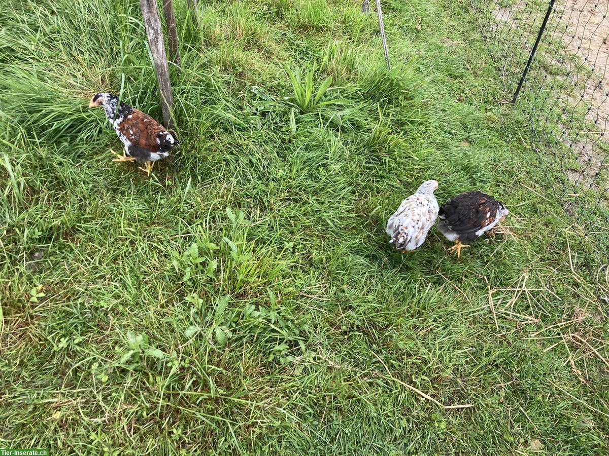 Bild 3: Laufend Blumenhähne abzugeben
